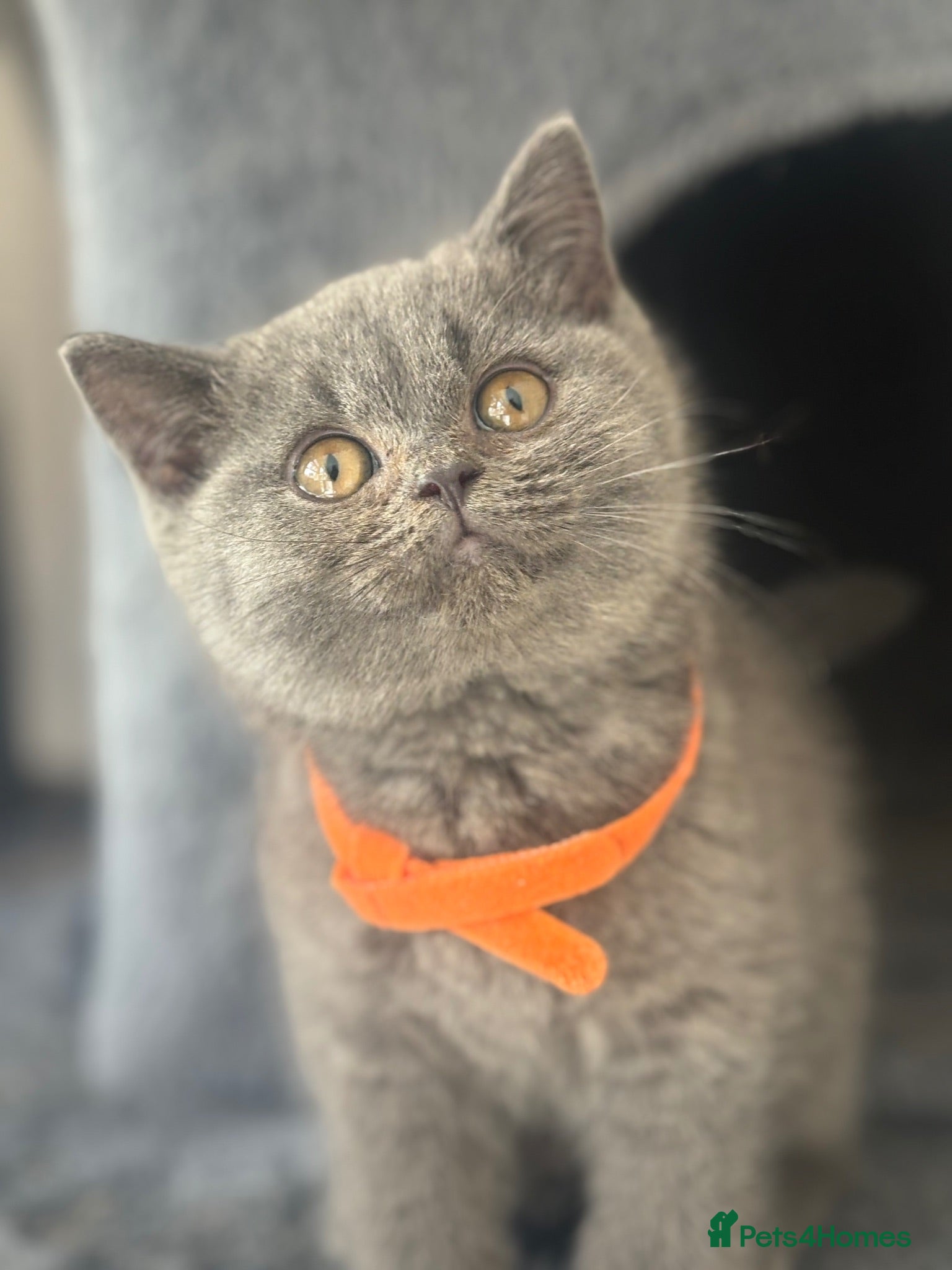British Shorthair cats Stunning British shorthairs - champion bloodlines - Advert 1