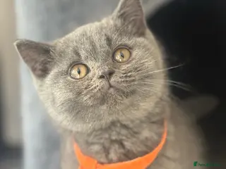 British Shorthair cats Stunning British shorthairs - champion bloodlines - Advert 2