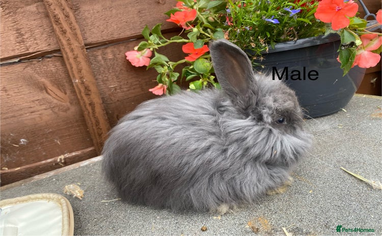 Angora rabbits - Advert 4