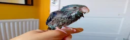 Parrots birds for sale: Parrotlet Male - Advert 15