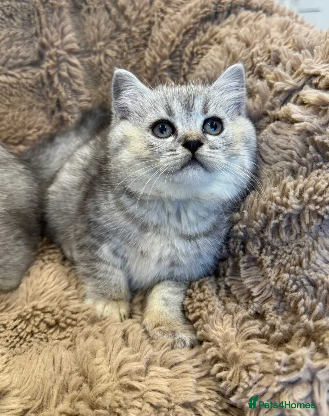 British Shorthair cats for sale: Adorable GCCF British Shorthair kittens - Advert 2