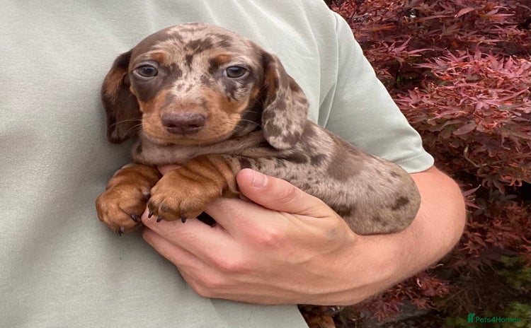 Dachshund dogs - Advert 2