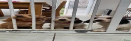 Cocker Spaniel dogs for sale: Show x working pups - Advert 2