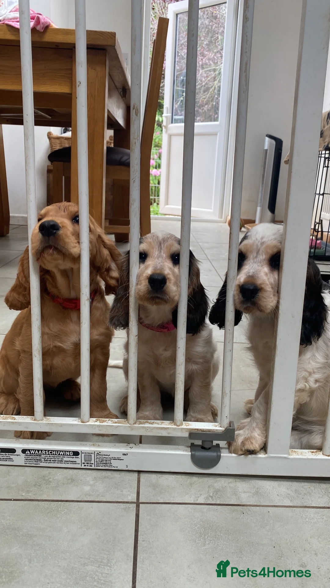 Cocker Spaniel dogs for sale: Show x working pups - Advert 2