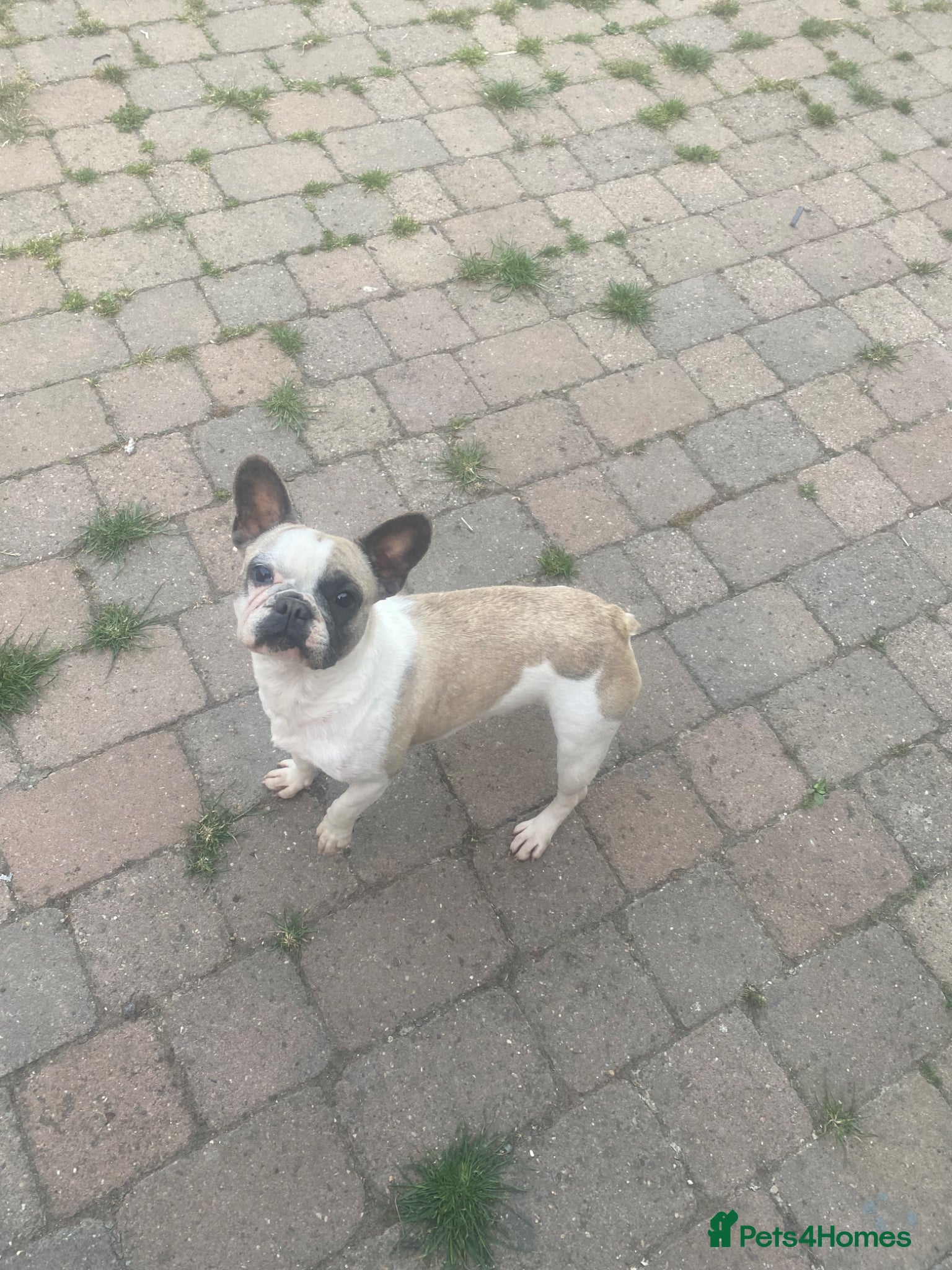 French Bulldog dogs Female 3 years old French bulldog  - Advert 8