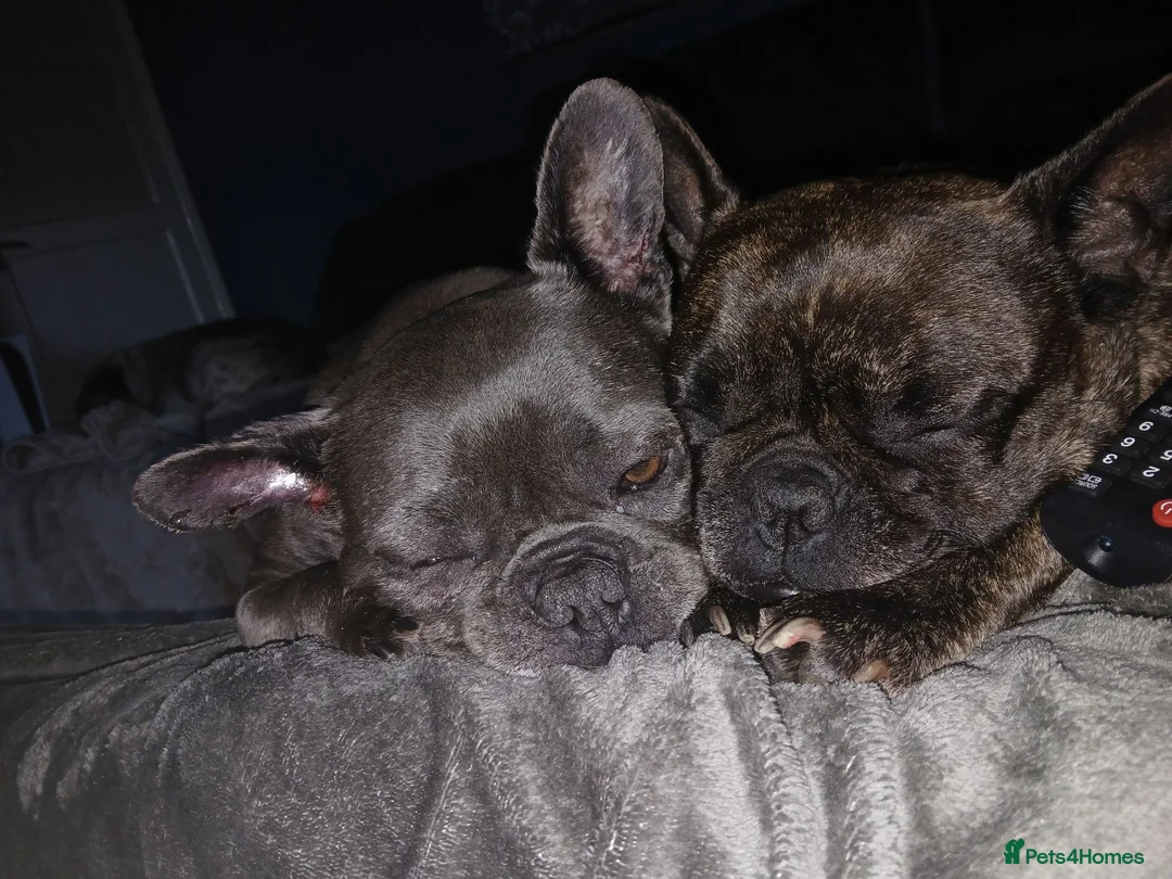 French Bulldog dogs for sale: Pollyanna brindle  - Advert 2