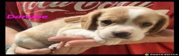 Beaglier dogs for sale: Beautiful Beaglier Bundles 🌸 - Advert 6