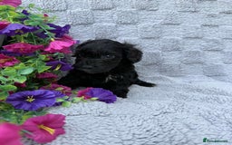 Cockapoo dogs for sale: F1 Showtype Cockapoo - Image 6