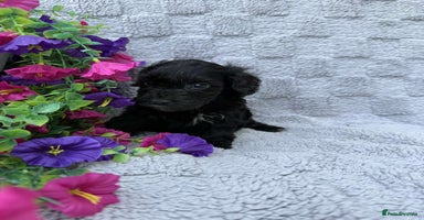Cockapoo dogs - Advert 1