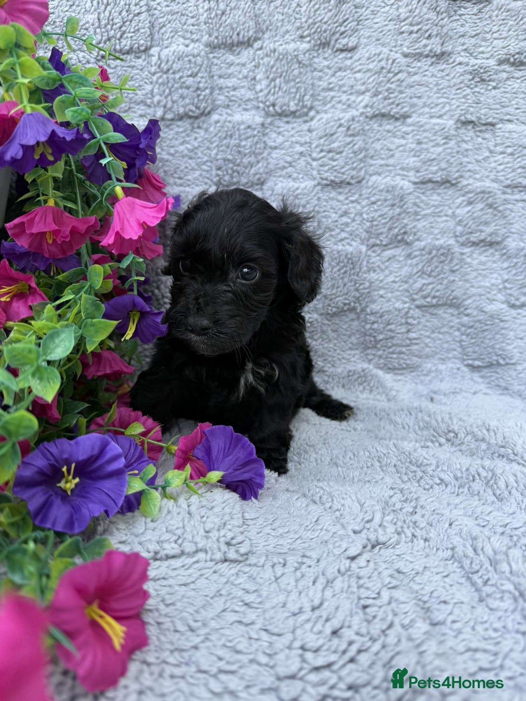 Cockapoo dogs for sale: F1 Showtype Cockapoo - Image 6