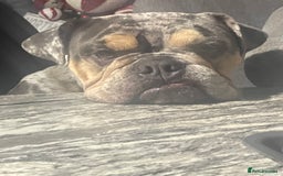 English Bulldog dogs for sale: Merle Bulldog - Image 7