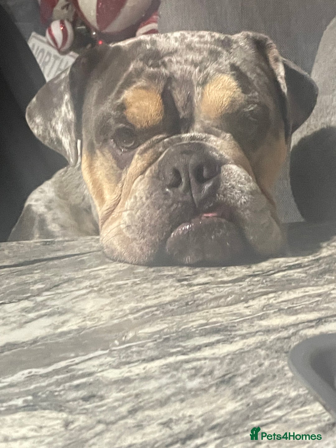English Bulldog dogs for sale: Merle Bulldog - Image 7