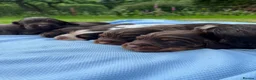 Cocker Spaniel dogs for sale: KC COCKER SPANIEL PUPPIES - Advert 3
