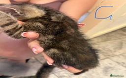 British Shorthair cats for sale: 5 kittens (3 female 2 male)  - Image 6