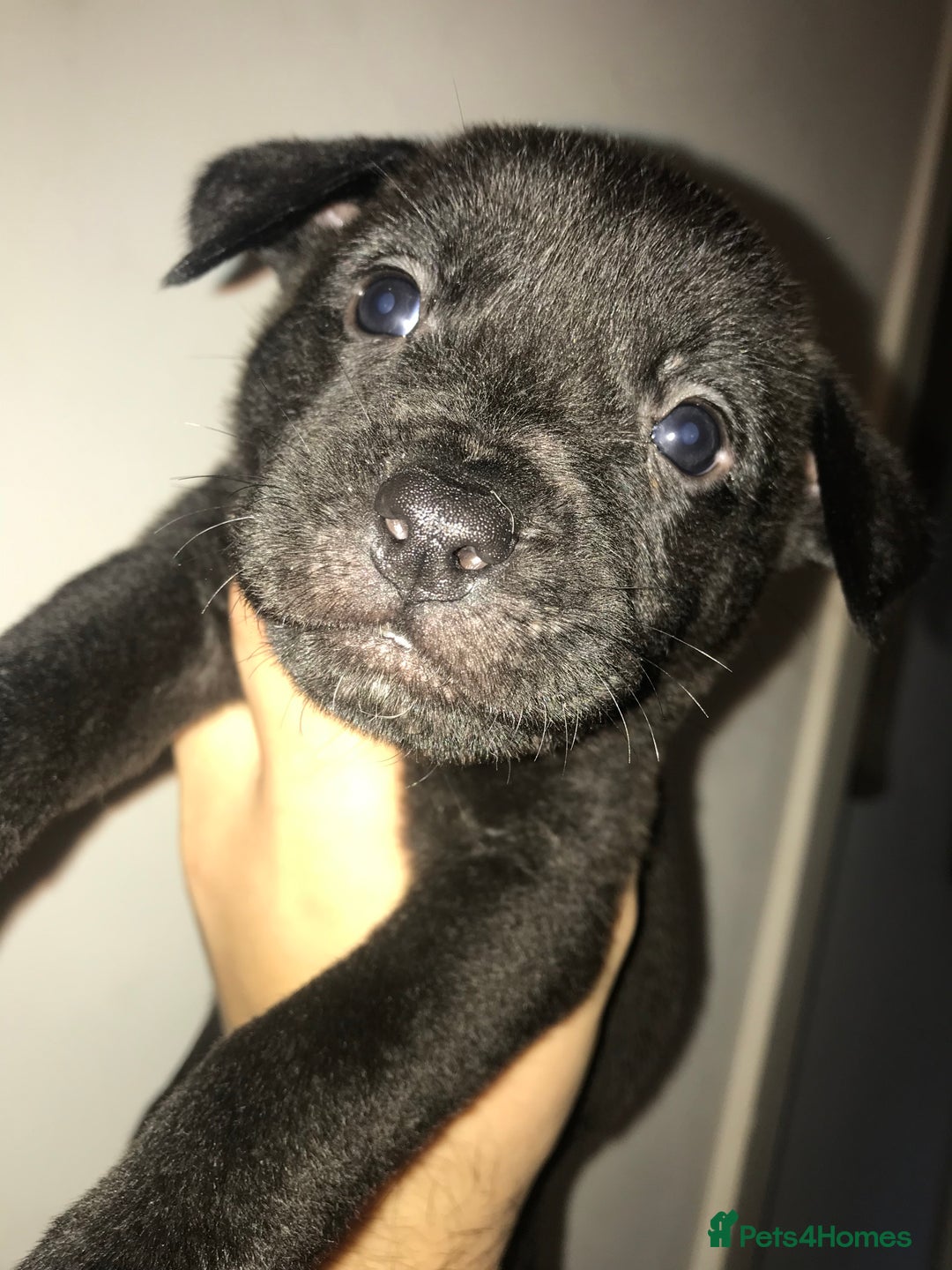Mixed Breed dogs for sale: Cane corso x American akita cross(READY TO LEAVE) - Image 3