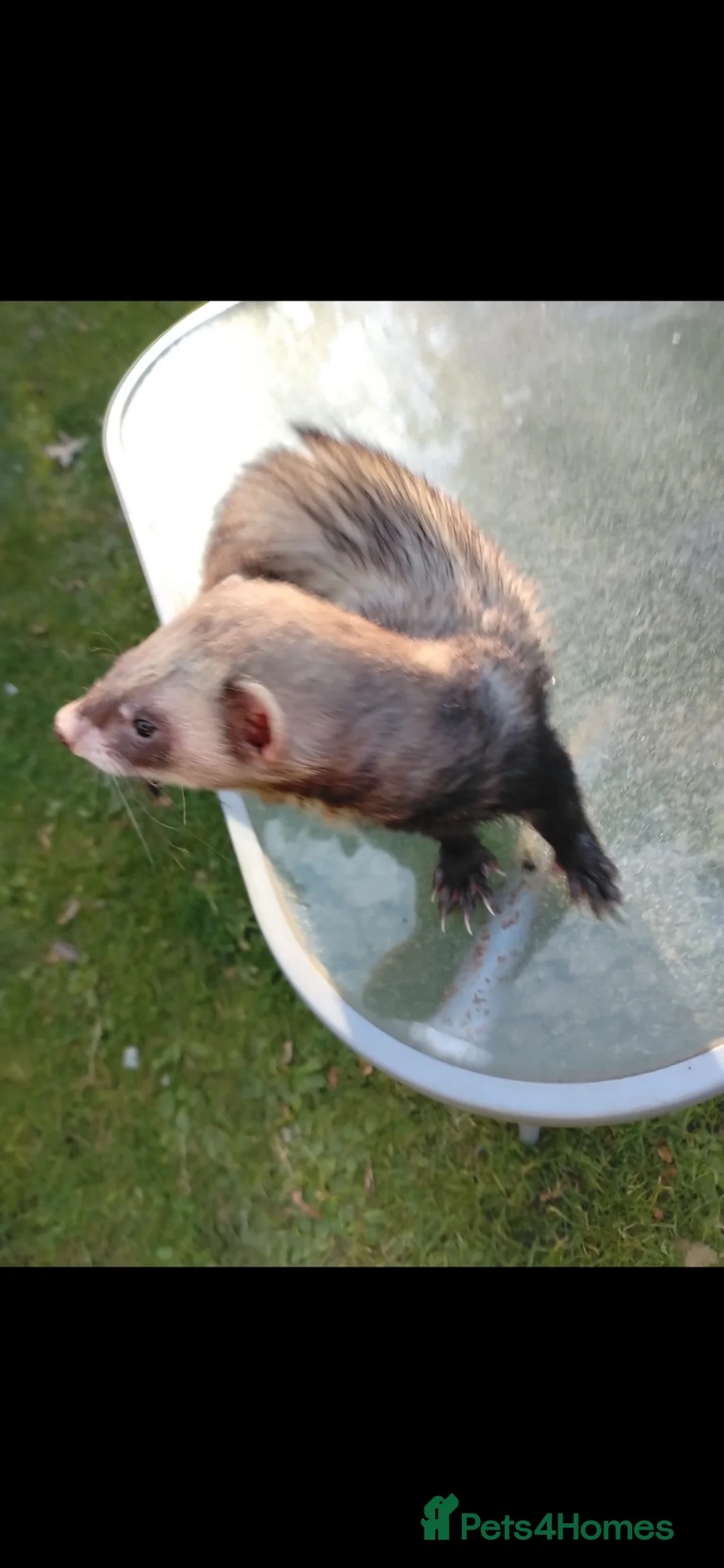 Mixed Breed rodents for sale: Two ferrets one boy and one girl  in Leeds - Advert 2