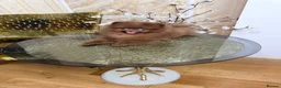 Pomeranian dogs for sale: Chocolate Pomeranian Girl and boys - Advert 5