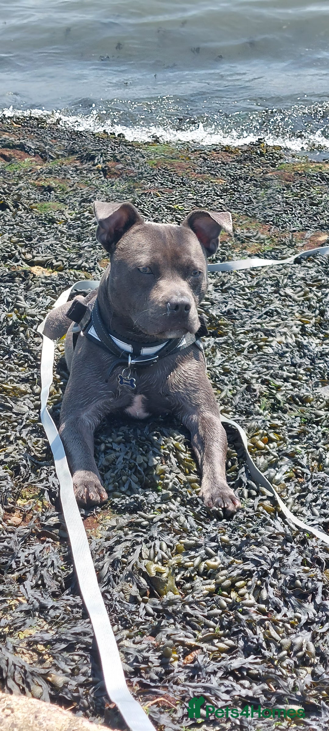 Staffordshire Bull Terrier dogs for stud: Blue short leg staffy for stud - Image 1