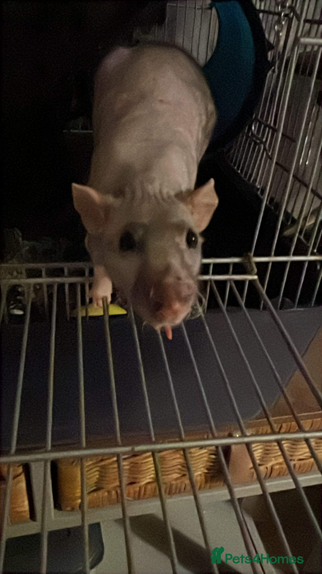 Rat rodents for sale: Bold /fearless Rat’s  - Image 3