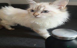 Ragdoll cats for sale: TICA Ragdoll Kittens (pet only)  - Image 12
