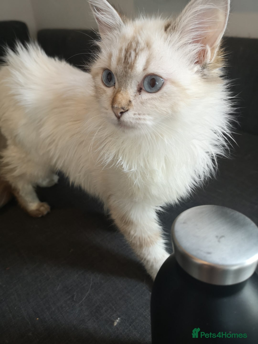 Ragdoll cats for sale: TICA Ragdoll Kittens (pet only)  - Image 12