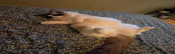 Ragdoll cats for sale: Adult ragdoll male - Advert 9