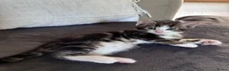 Mixed Breed cats for sale: Beautiful kittens for sale in Horsham - Advert 7
