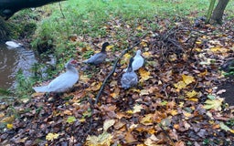 Ducks poultry for sale: Pekin Ducks, Pekin/Runner Ducks and Pekin Bantams - Advert 5