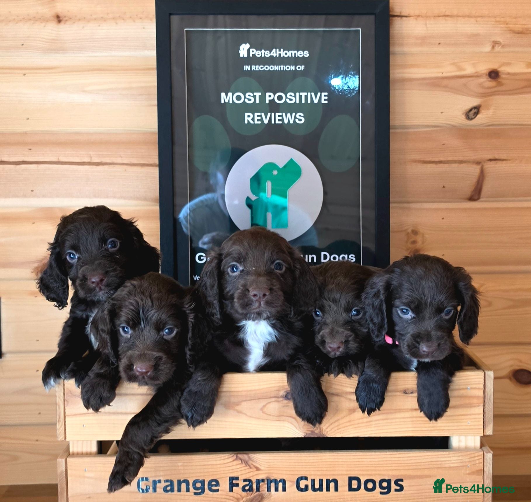 Cocker Spaniel dogs 6 CHOCOLATE KC WORKING TYPE COCKER SPANIEL - Advert 2