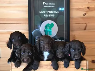 Cocker Spaniel dogs 6 CHOCOLATE KC WORKING TYPE COCKER SPANIEL - Advert 2