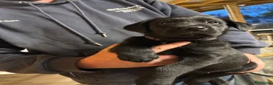 Borador 6