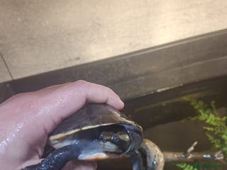 Turtle reptiles Pink Bellied Side-Neck Turtles - Advert 14