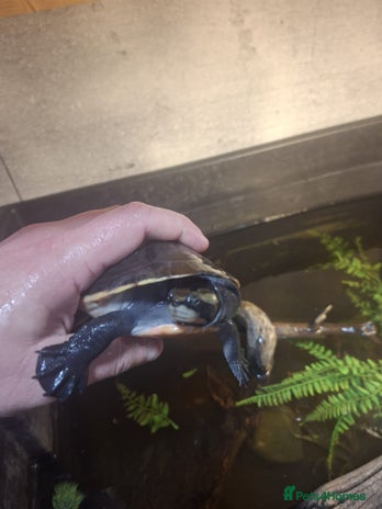 Turtle reptiles Pink Bellied Side-Neck Turtles - Advert 1