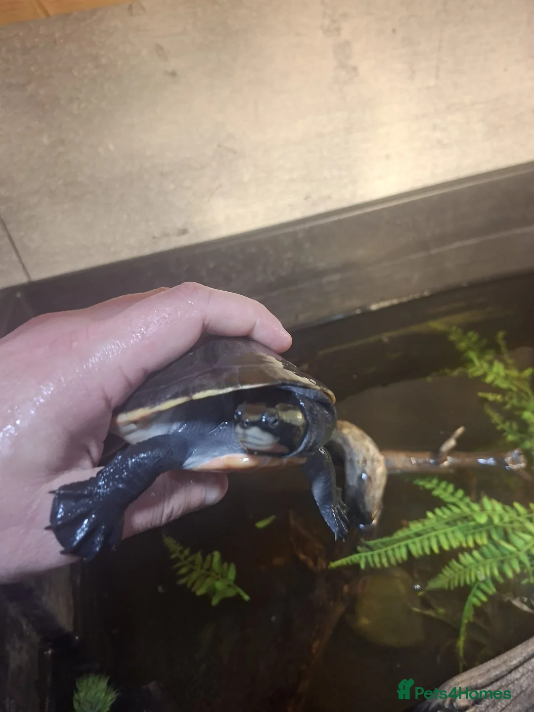 Turtle reptiles for sale: Pink Bellied Side-Neck Turtles - Advert 1