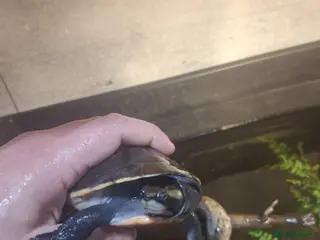 Turtle reptiles Pink Bellied Side-Neck Turtles - Advert 8