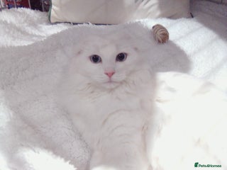 Scottish Fold cats Last Stunning solid ears down boy - Advert 16