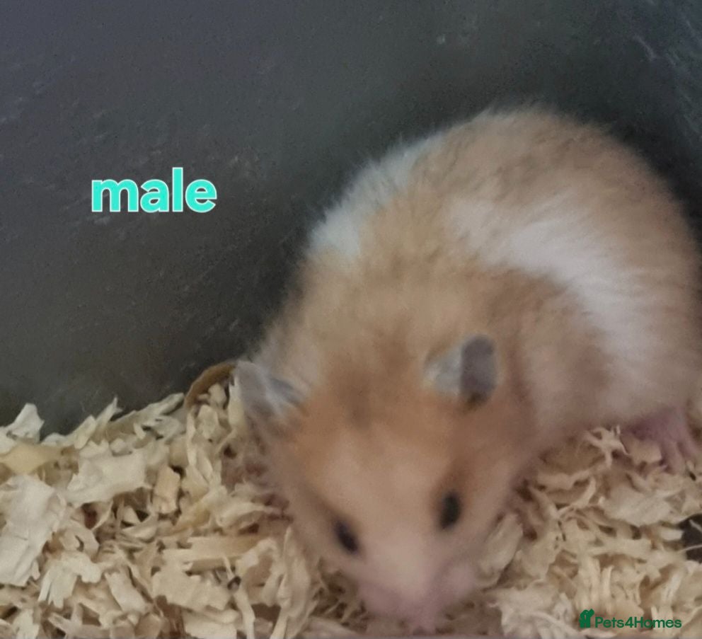 Hamster rodents hamsters  - Advert 1