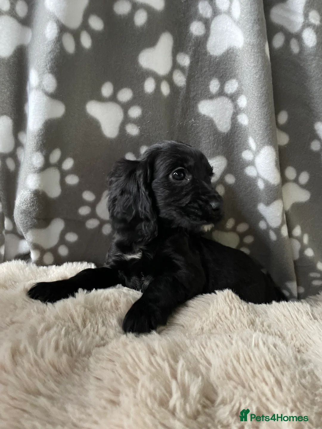 Cocker Spaniel dogs for sale: Working cocker spaniels  - Advert 13