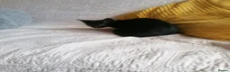 Mixed Breed cats for adoption: 🐾❤️ THREE ADORABLE KITTENS READY in Burton-on-Trent - Advert 25