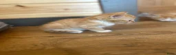 Mixed Breed cats for sale: Healthy Domestic Housecats, Father Unknown - Advert 13