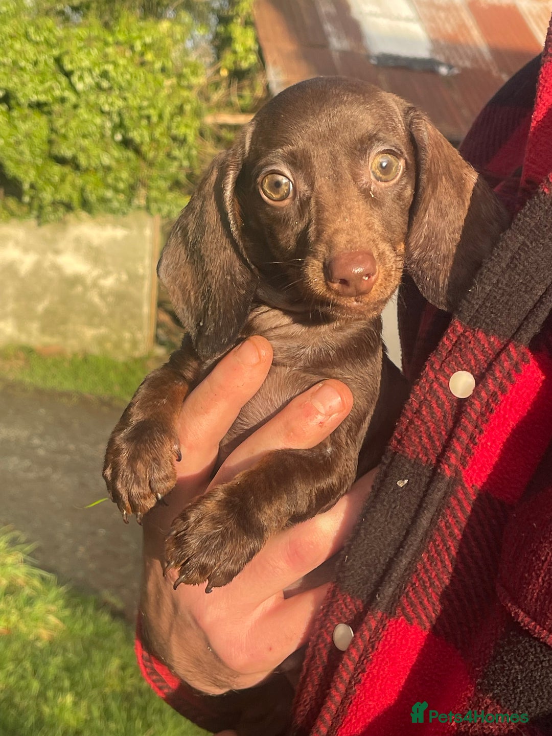Dachshund dogs for sale: 🐶 Ready to leave 🐶 - Advert 8