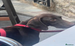 German Shorthaired Pointer dogs for adoption: Rucha, female German Shorthaired Pointer, aged 2 - Image 9