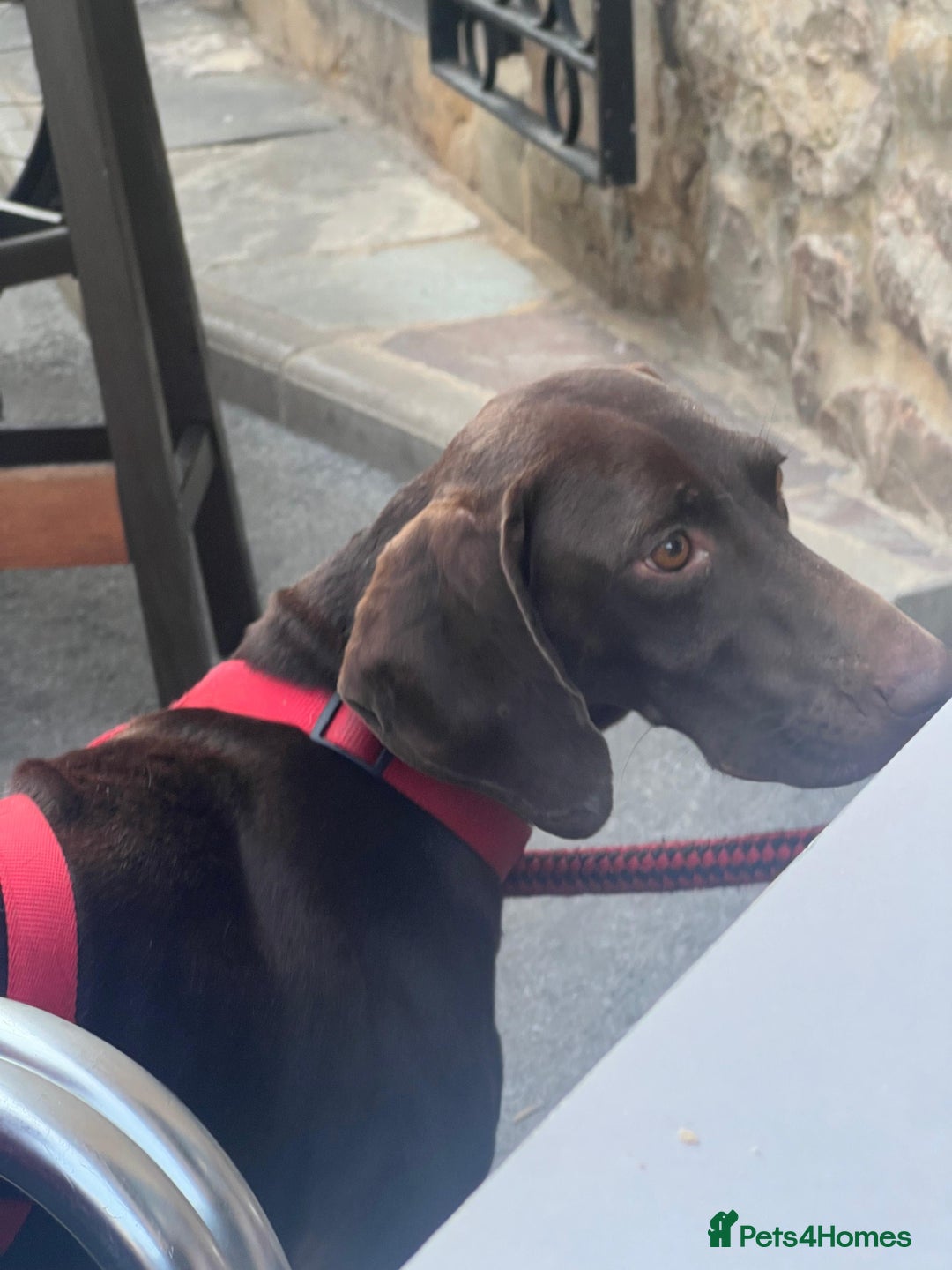 German Shorthaired Pointer dogs for adoption: Rucha, female German Shorthaired Pointer, aged 2 - Image 9