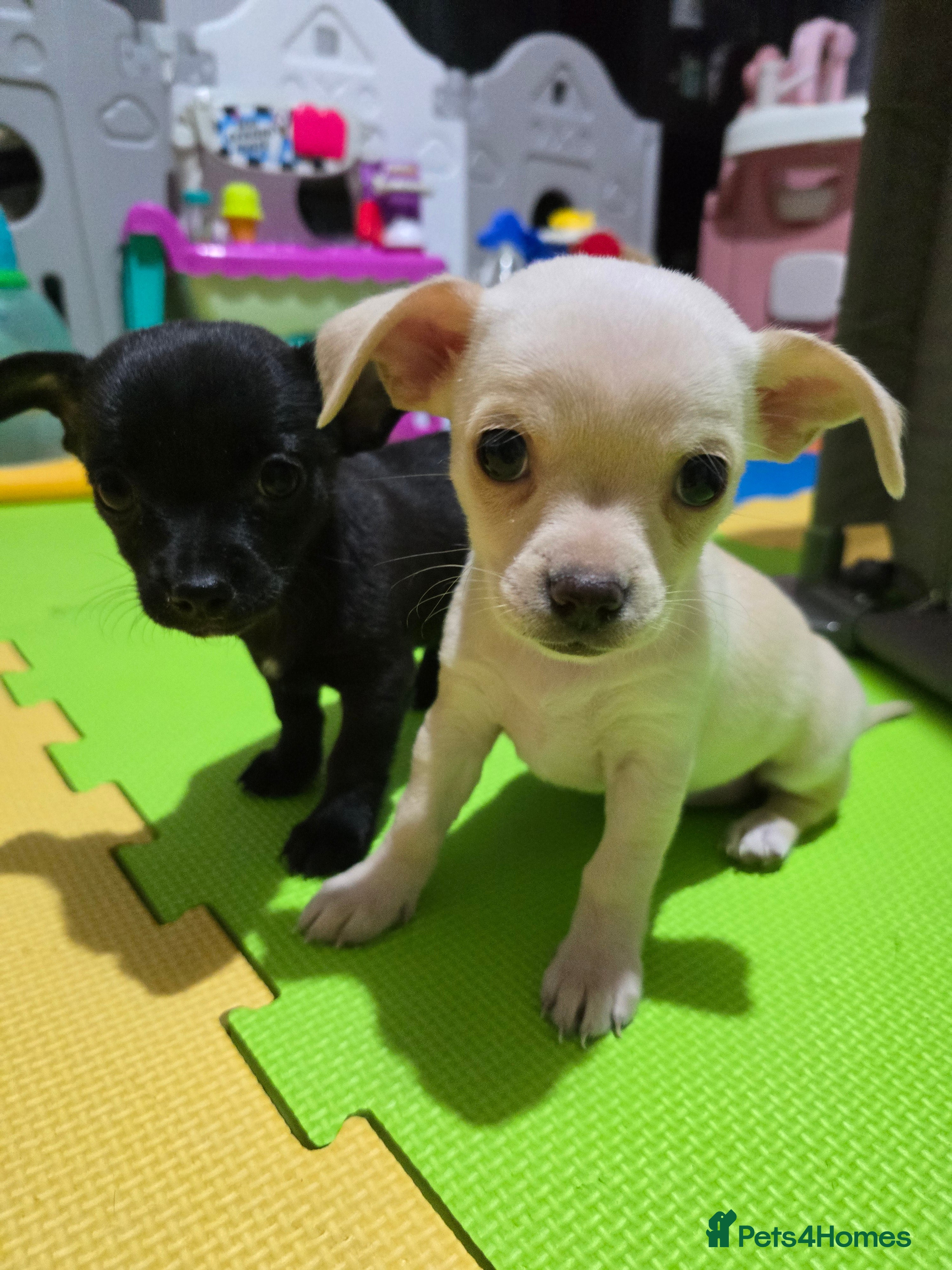 Chihuahua dogs Beautifull Chihuahua Puppies - Advert 13