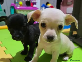 Chihuahua dogs Beautifull Chihuahua Puppies - Advert 13