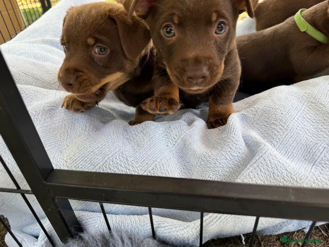 Lancashire Heeler dogs for sale: 6 Pedigree Lancashire Heeler Dogs for sale. - Image 4