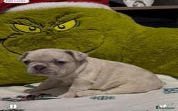 French Bulldog dogs for sale: Pedigree french bulldogs  - Image 4