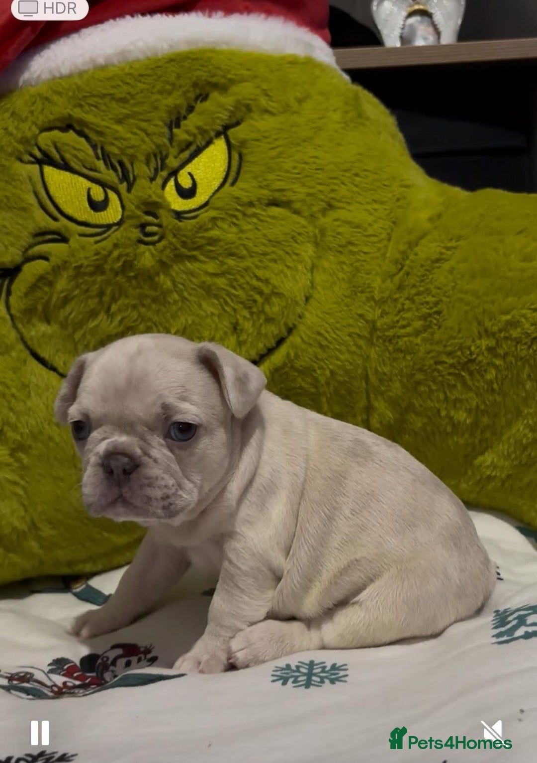 French Bulldog dogs for sale: Pedigree french bulldogs  - Image 4