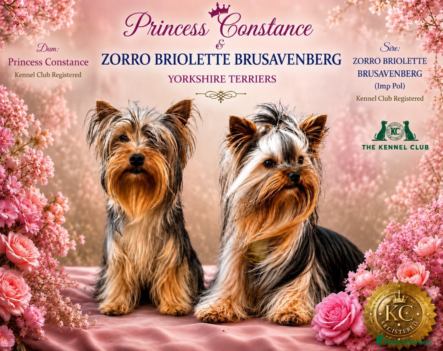 Yorkshire Terrier dogs KC registered pedigree Yorkshire Terrier - Advert 1