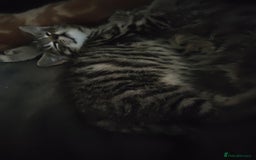 Mixed Breed cats for sale: Adorable playful kittens - Image 4